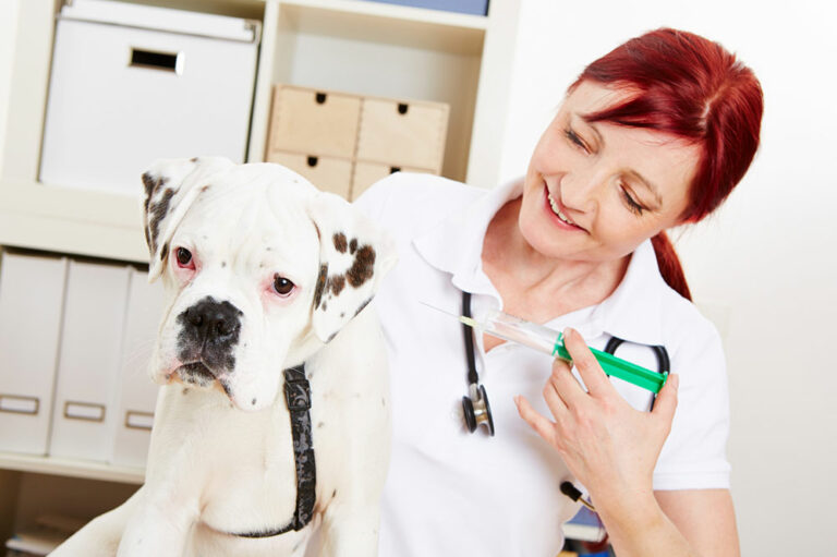 5 ways to prevent and treat worms in pets